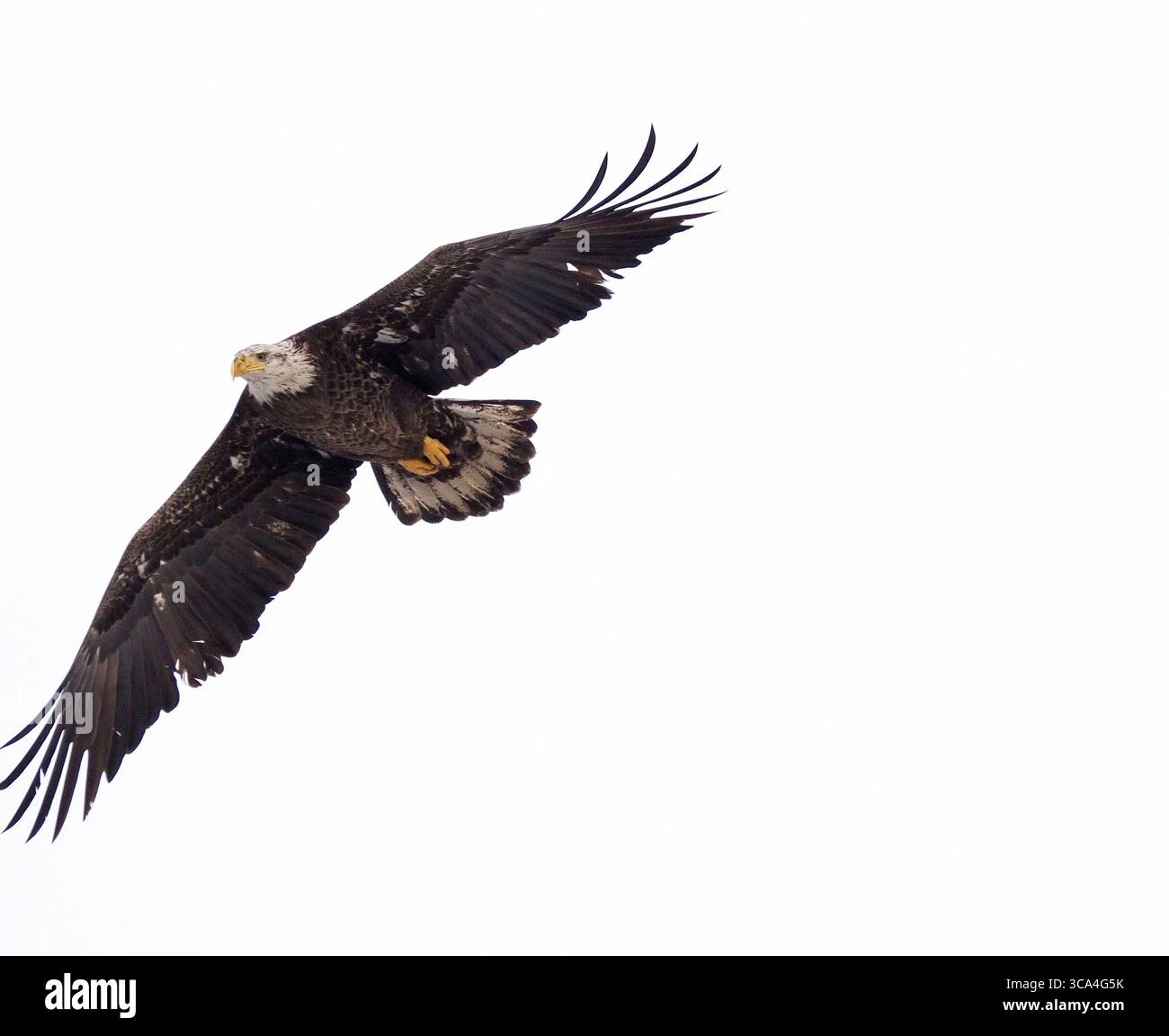 14. Januar 2023, Little Sioux, Iowa, USA: Ein nicht ganz erwachsener Weißkopfseeadler fliegt über dem Three Rivers Wildlife Area entlang des Little Sioux River, wo er am Samstag, 14. Januar 2022 in den Missouri River mündet. (Bild: © Jerry Mennenga/ZUMA Press Wire) Stockfoto