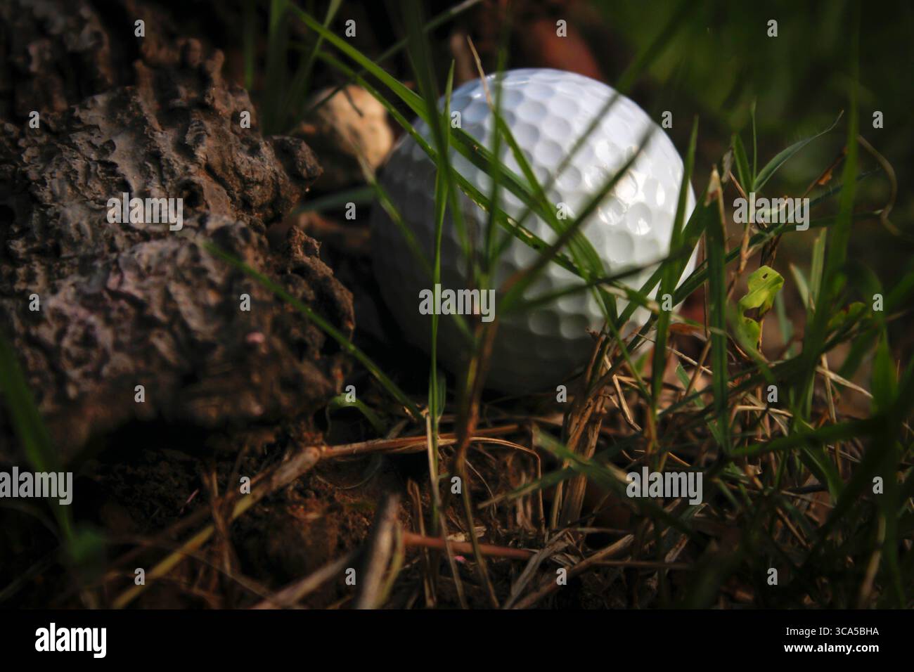 Der Golfball fiel an den Fuß eines Baumes und schuf ein Hindernis für das Golfspielen. Stockfoto