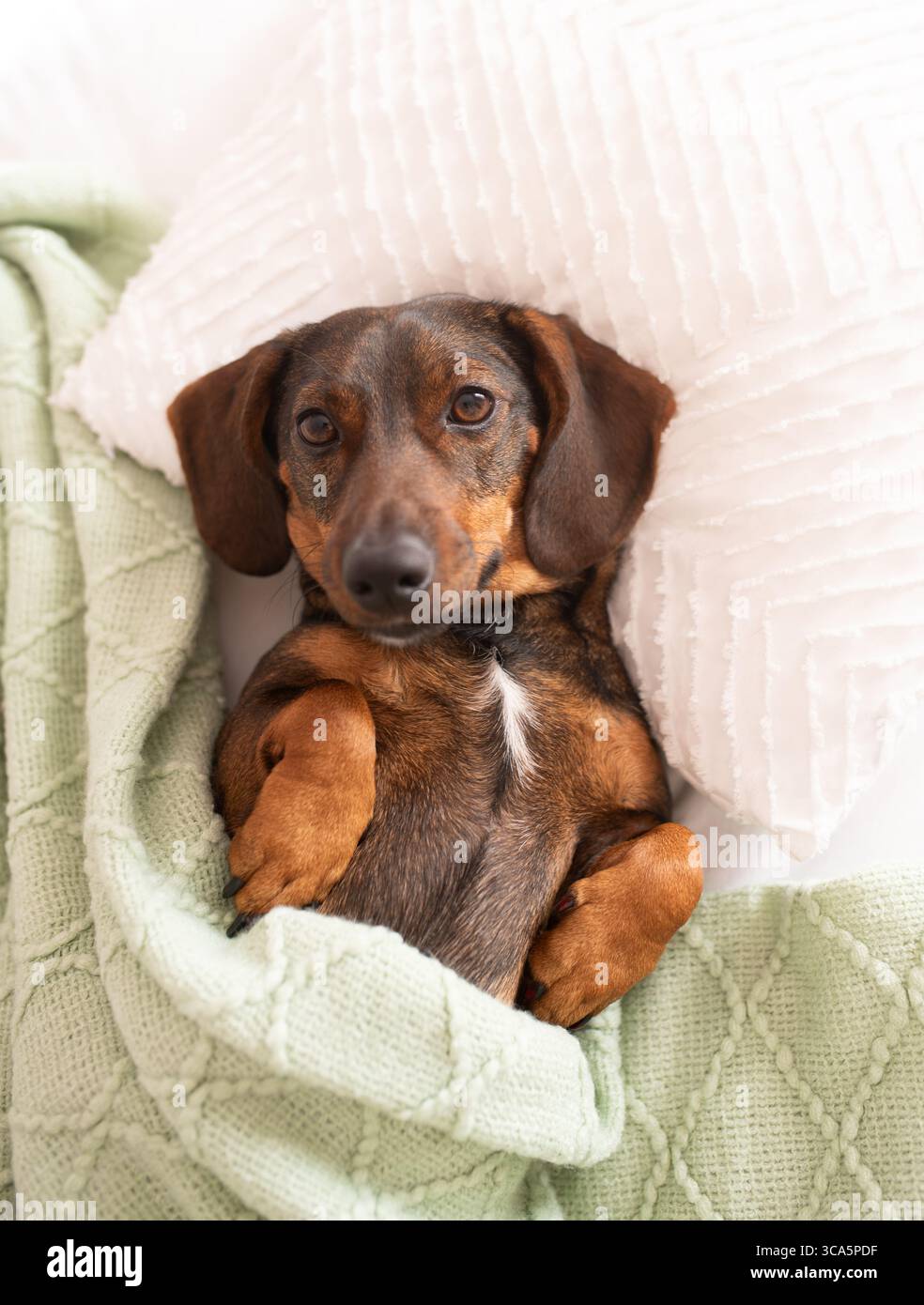 Der charmante Dackelhund liegt bequem auf einer grünen Decke mit weißen Kissen und schafft ein warmes und einladendes Ambiente in einer gemütlichen Umgebung Stockfoto