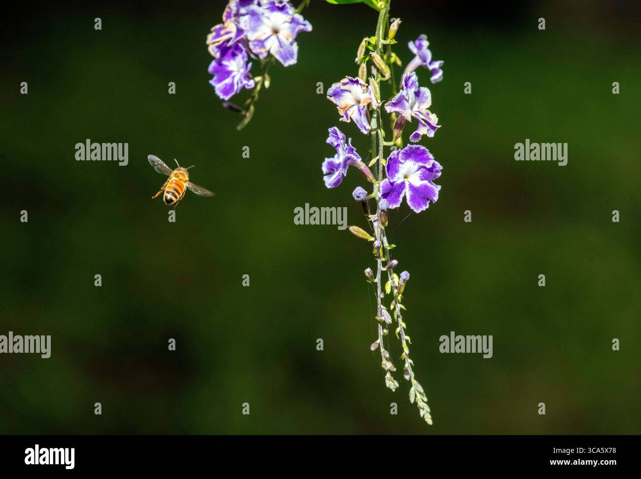10. Mai 2022, Sydney, New South Wales, Australien: Honigbiene fliegt um eine Blume in einem Garten in Sydney, New South Wales, Australien. Eine Honigbiene ist ein eusoziales fliegendes Insekt innerhalb der Gattung APIs der Bienenklasse, das alle auf dem afroeurasischen Festland beheimatet ist. Honigbienen sind wichtige Bestäuber für Blumen, Obst und Gemüse. Honigbienen gehören zu den bekanntesten Insekten und sind die domestiziertesten Bienenarten der Welt. (Foto: © Tara Malhotra/ZUMA Press Wire) Stockfoto