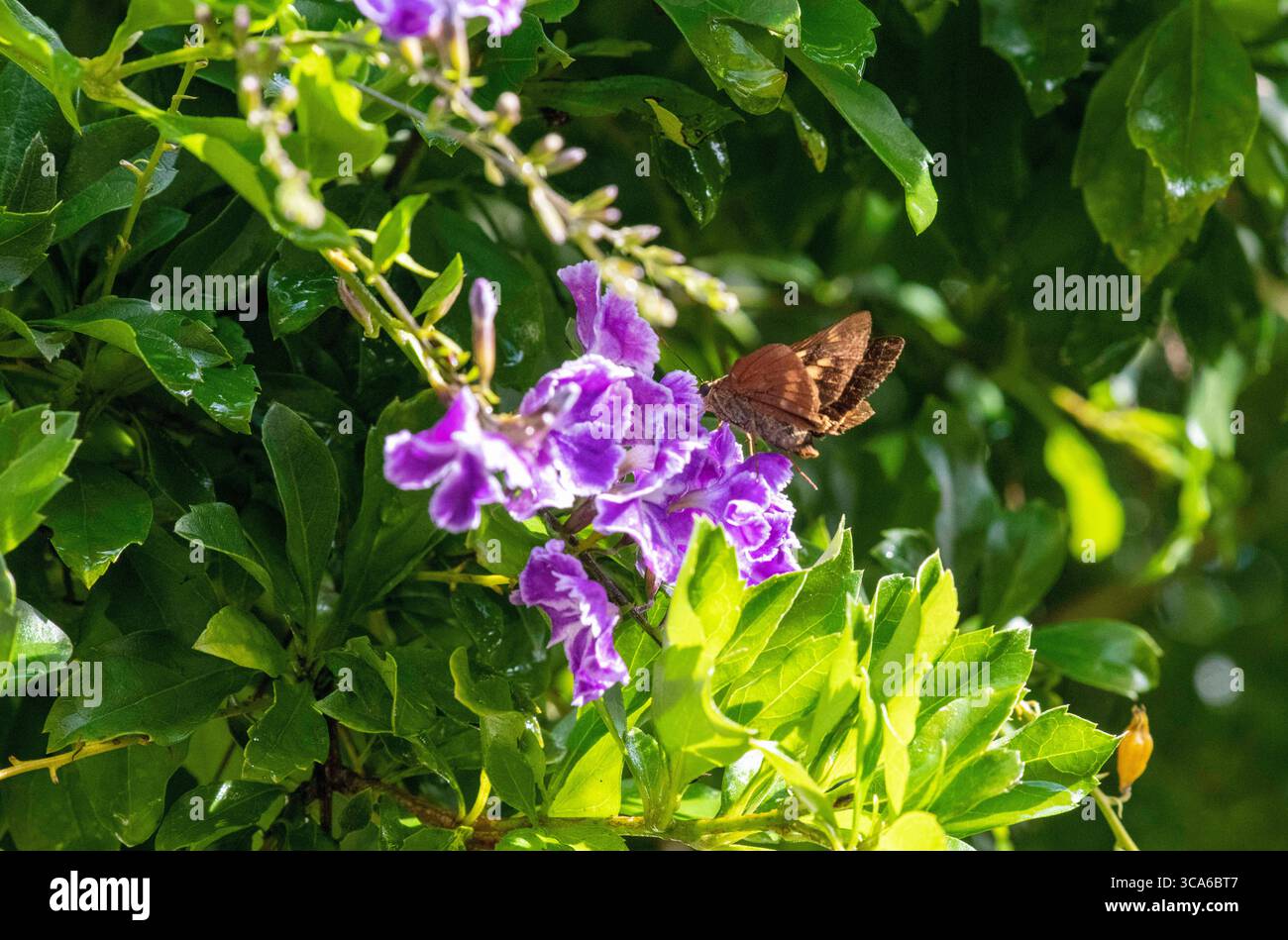 13. Mai 2022, Sydney, New South Wales, Australien: Ocola Skipper (Panoquina ocola) schlürft Nektar von einer Blume in Sydney, New South Wales, Australien. Ocola Skipper oder langflügeliger Skipper, ist eine Schmetterlingsart der Familie der Hesperiidae. Ocola Skipper werden am besten beobachtet, wenn sie Blumen zu Nektar besuchen. Sie haben einen schnellen Abflug in der Regel nur wenige Meter über dem Boden. Männchen können beobachtet werden, wenn sie auf niedriger Vegetation sitzen. (Foto: © Tara Malhotra/ZUMA Press Wire) Stockfoto