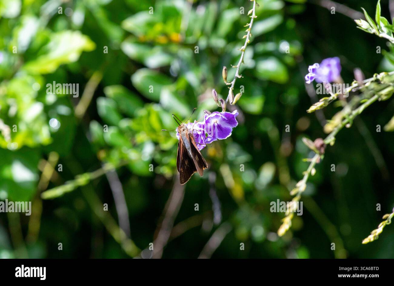 13. Mai 2022, Sydney, New South Wales, Australien: Ocola Skipper (Panoquina ocola) schlürft Nektar von einer Blume in Sydney, New South Wales, Australien. Ocola Skipper oder langflügeliger Skipper, ist eine Schmetterlingsart der Familie der Hesperiidae. Ocola Skipper werden am besten beobachtet, wenn sie Blumen zu Nektar besuchen. Sie haben einen schnellen Abflug in der Regel nur wenige Meter über dem Boden. Männchen können beobachtet werden, wenn sie auf niedriger Vegetation sitzen. (Foto: © Tara Malhotra/ZUMA Press Wire) Stockfoto