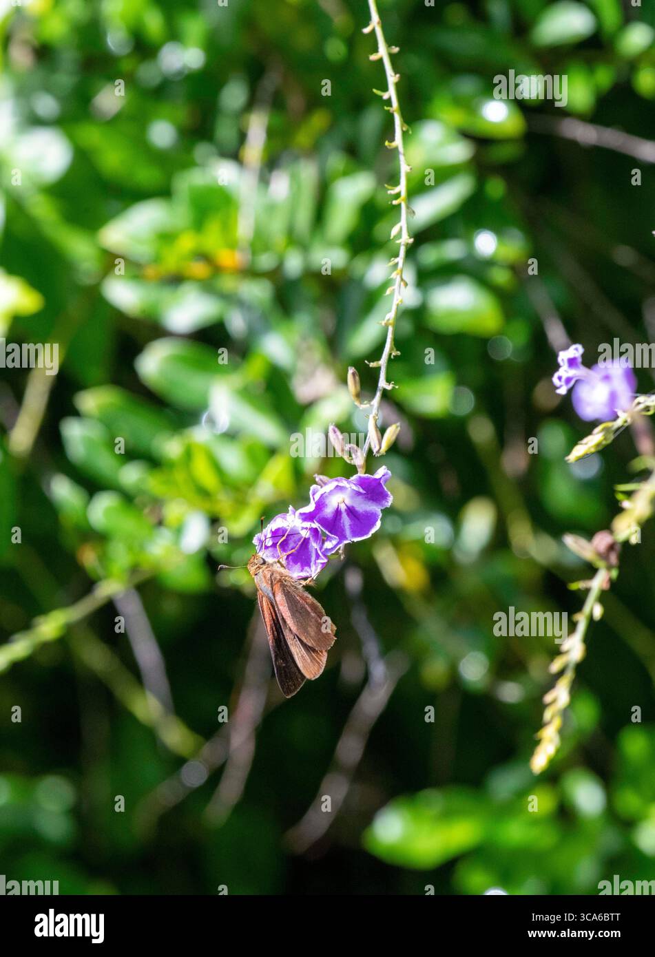 13. Mai 2022, Sydney, New South Wales, Australien: Ocola Skipper (Panoquina ocola) schlürft Nektar von einer Blume in Sydney, New South Wales, Australien. Ocola Skipper oder langflügeliger Skipper, ist eine Schmetterlingsart der Familie der Hesperiidae. Ocola Skipper werden am besten beobachtet, wenn sie Blumen zu Nektar besuchen. Sie haben einen schnellen Abflug in der Regel nur wenige Meter über dem Boden. Männchen können beobachtet werden, wenn sie auf niedriger Vegetation sitzen. (Foto: © Tara Malhotra/ZUMA Press Wire) Stockfoto