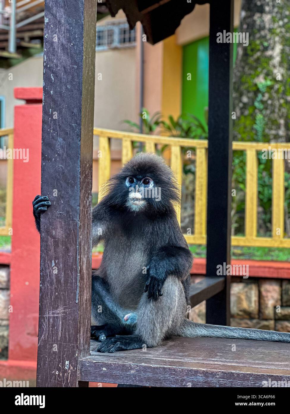 Ein Dusky Leaf Affe mit langem, schwarzem Fell und einer spitzen grauen Frisur sitzt ruhig auf einer Holzbank und blickt mit einem unscharfen, farbenfrohen Hintergrund zur Seite Stockfoto
