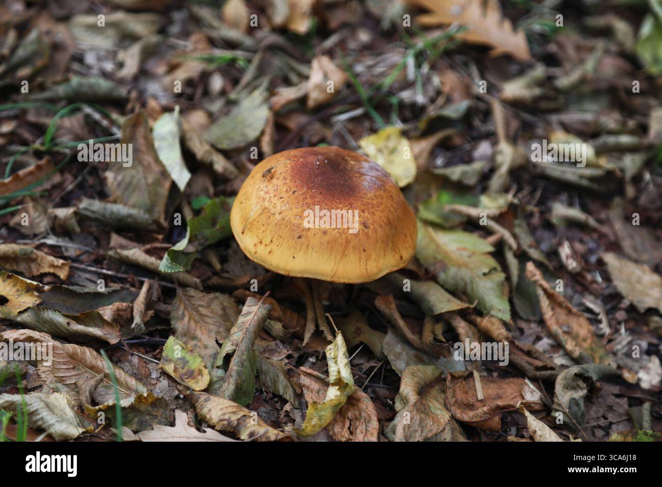Ein markanter Hebeloma-Pilz mit brauner Kappe liegt auf dem feuchten Waldboden inmitten von herabfallenden Blättern. Stockfoto
