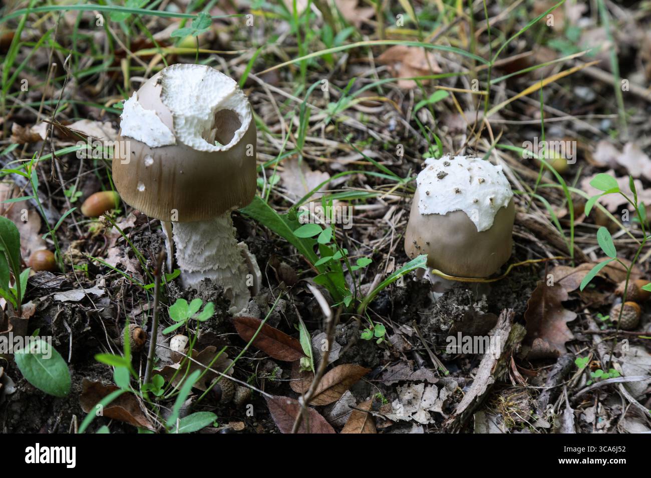 Ein beschädigter brauner Amanita-Pilz steht hoch auf dem erdigen Waldboden, umgeben von trockenen Blättern. Stockfoto