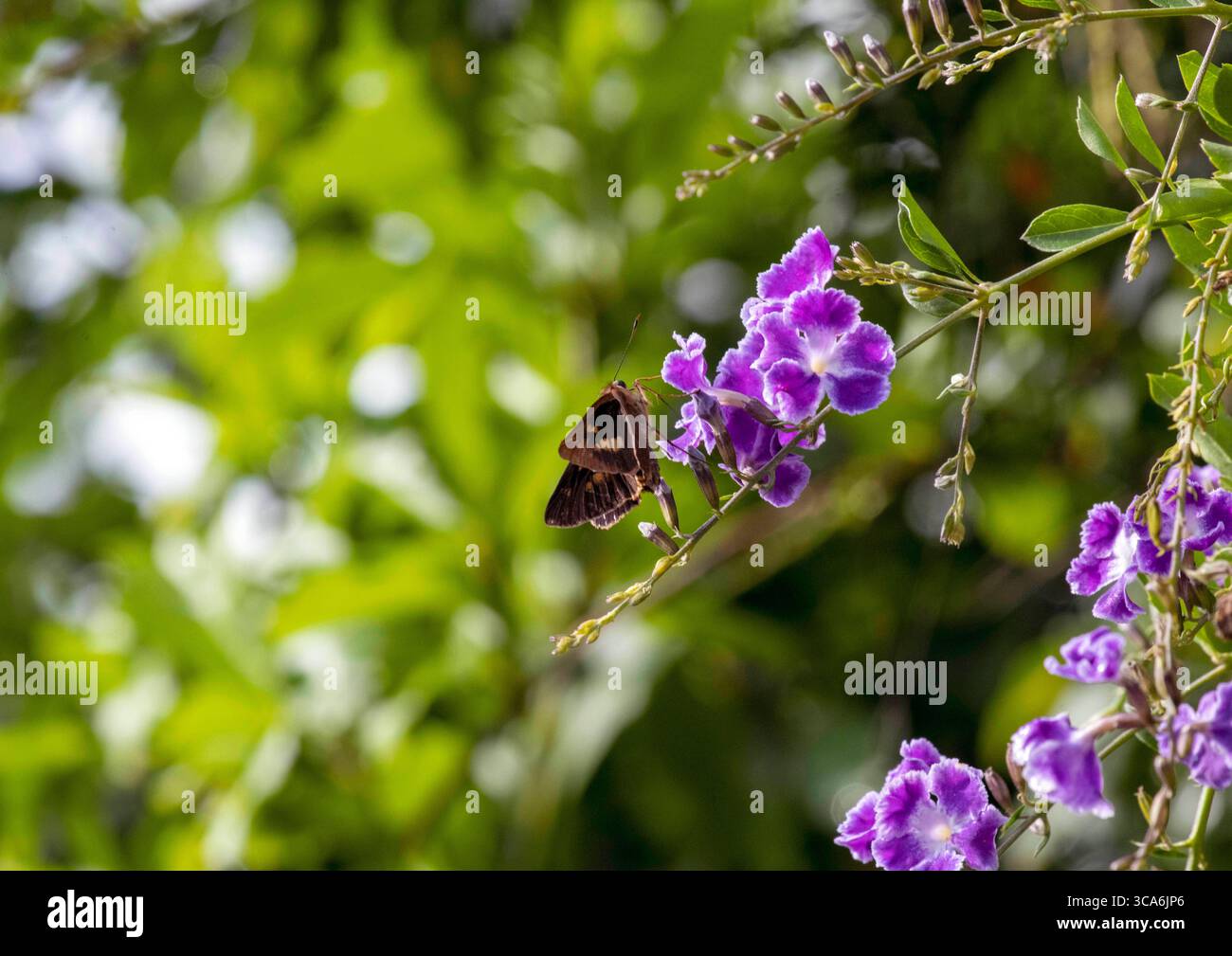 13. Mai 2022, Sydney, New South Wales, Australien: Ocola Skipper (Panoquina ocola) schlürft Nektar von einer Blume in Sydney, New South Wales, Australien. Ocola Skipper oder langflügeliger Skipper, ist eine Schmetterlingsart der Familie der Hesperiidae. Ocola Skipper werden am besten beobachtet, wenn sie Blumen zu Nektar besuchen. Sie haben einen schnellen Abflug in der Regel nur wenige Meter über dem Boden. Männchen können beobachtet werden, wenn sie auf niedriger Vegetation sitzen. (Foto: © Tara Malhotra/ZUMA Press Wire) Stockfoto