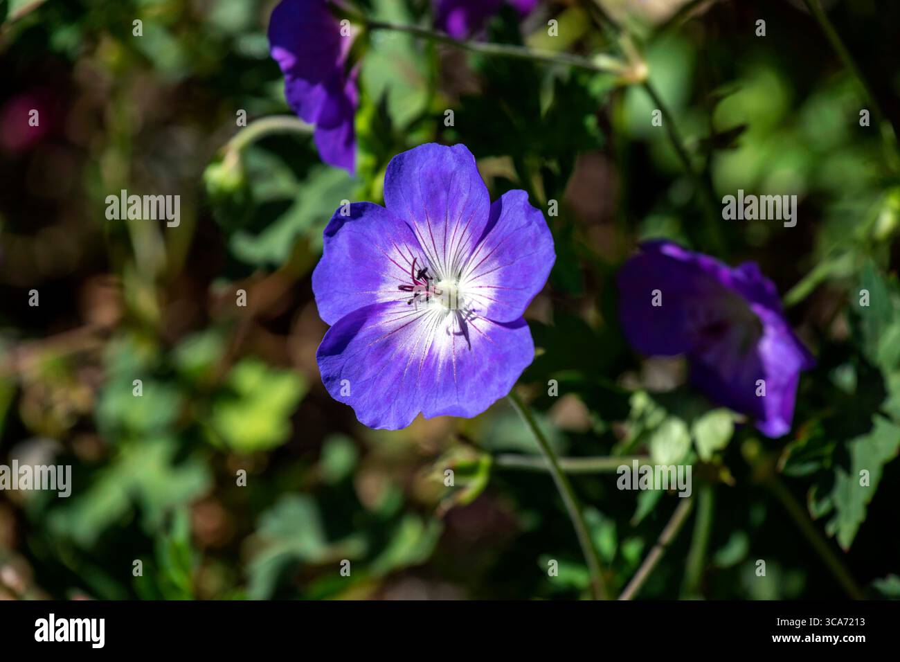 10. Juni 2023, Sydney, New South Wales, Australien: Geranium Rozanne Blume im Royal Botanic Garden in Sydney, New South Wales, Australien. Geranium Rozanne ist bekannt dafür, Bienen, Nützlinge, Schmetterlinge/Falter und andere Bestäuber anzulocken. (Foto: © Tara Malhotra/ZUMA Press Wire) Stockfoto