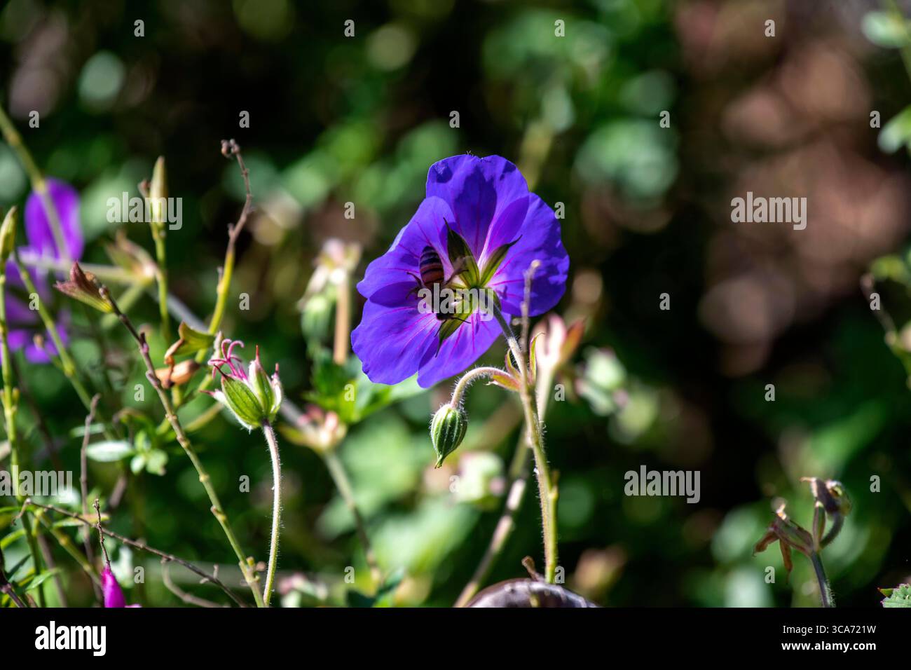 10. Juni 2023, Sydney, New South Wales, Australien: Geranium Rozanne Blume im Royal Botanic Garden in Sydney, New South Wales, Australien. Geranium Rozanne ist bekannt dafür, Bienen, Nützlinge, Schmetterlinge/Falter und andere Bestäuber anzulocken. (Foto: © Tara Malhotra/ZUMA Press Wire) Stockfoto