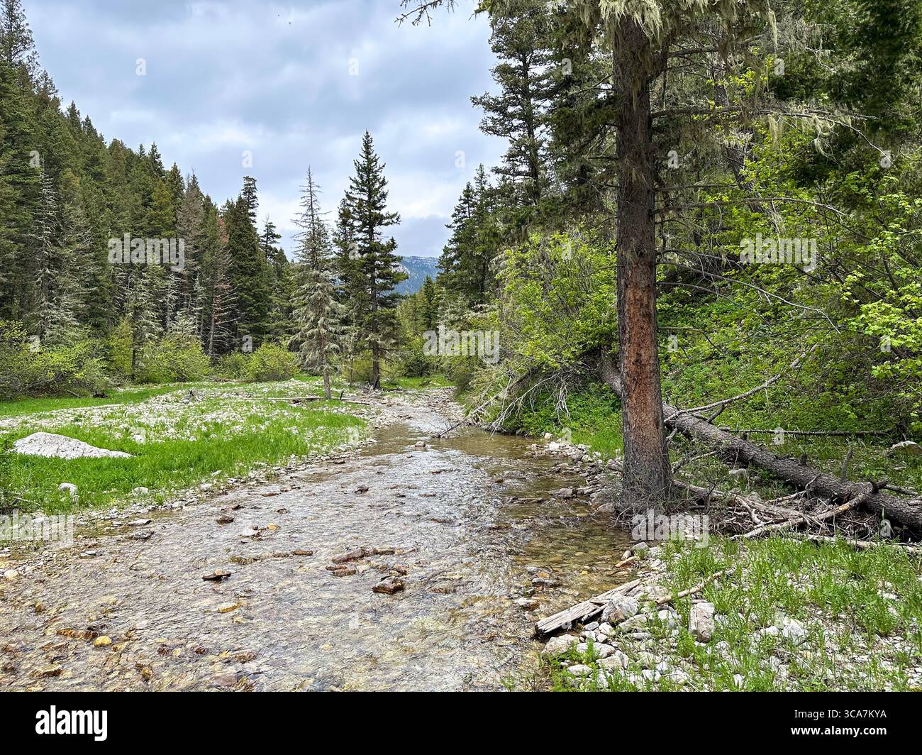 Ein ruhiger Bergbach fließt durch eine felsige Waldwiese, umgeben von immergrünen und fernen Gipfeln. Fängt die Schönheit der alpinen Wildnis ein Stockfoto