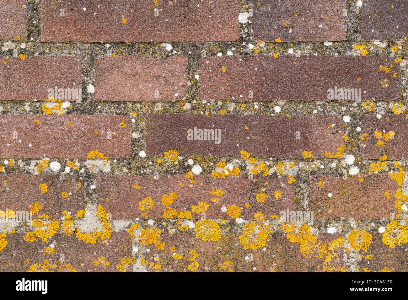 Ziegelwand mit gewöhnlicher orangener Flechte für den Hintergrund Stockfoto
