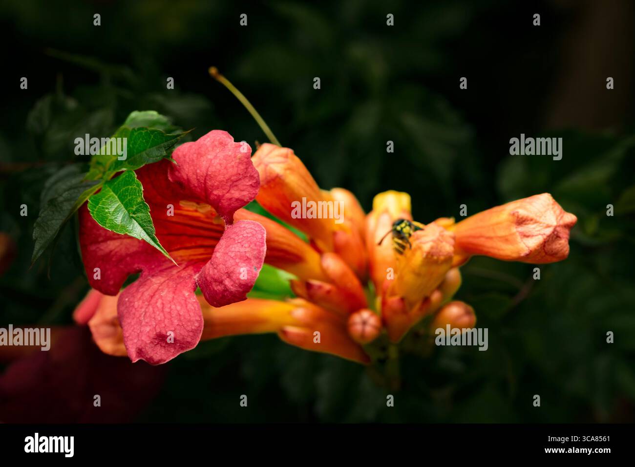 Terific Campsis x Tagliabuana „Madame Galen“. Natürliche Nahaufnahme blühende Pflanze Porträt blüht mit etwas Laub. Gefühlvoll, faszinierend, eindringlich, mutig Stockfoto