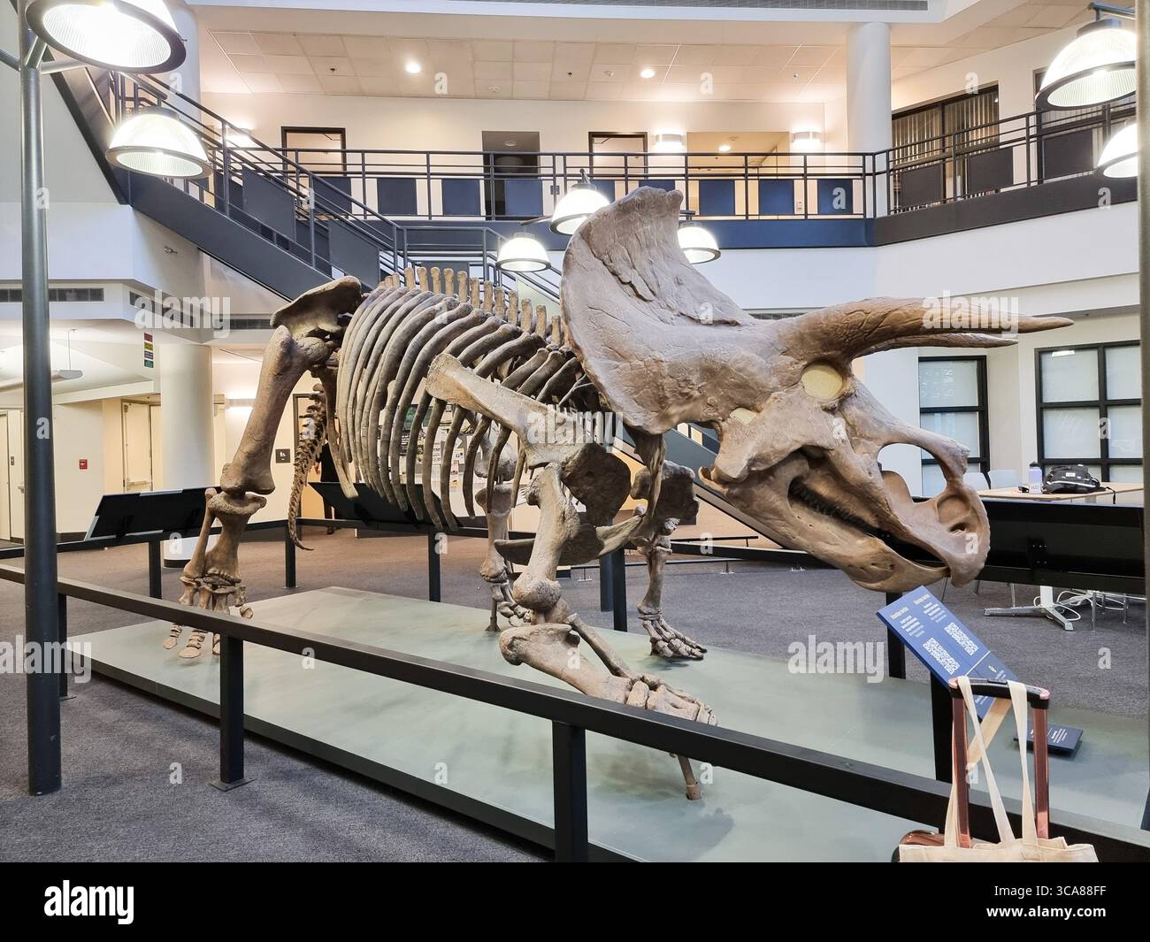 Vollständige skelettale Rekonstruktion eines Triceratops-Dinosaurierputzes im SEEC-Gebäude, CU Boulder Campus; Ausstellung im CU Museum of Natural History Stockfoto