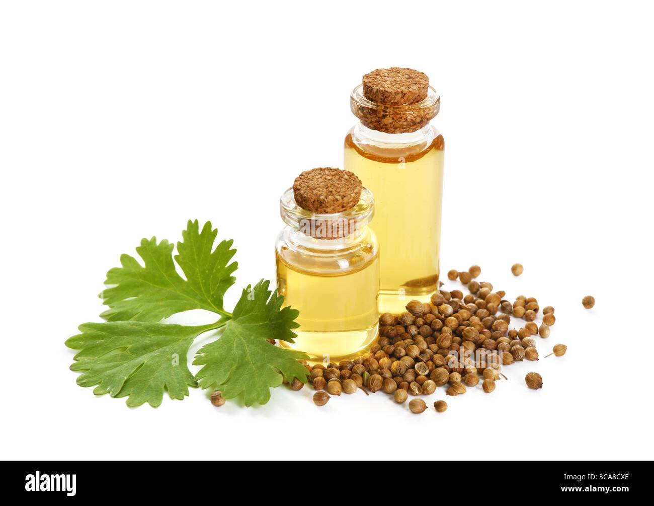 Aromatisches Öl in Flaschen, Korianderblätter und Koriandersamen isoliert auf weiß Stockfoto