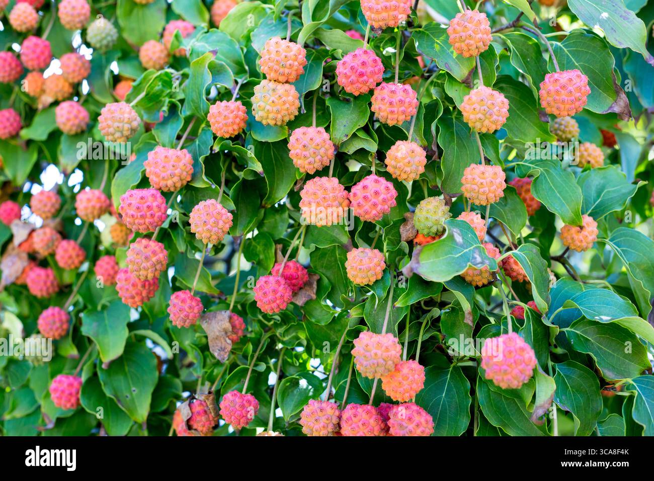 Kousa-Dogwood-Baum (Cornus kousa) mit rosa Früchten Stockfoto