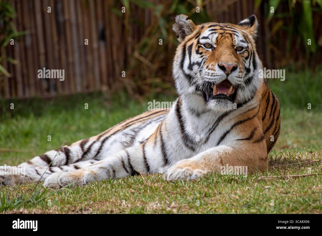 16. Dezember 2020, Sydney, New South Wales, Australien: Sumatran Tiger (Panthera tigris sumatrae) in Sydney Zoo, Sydney, New South Wales, Australien. Der Sumatra-Tiger ist eine Population von Panthera tigris sondaica auf der indonesischen Insel Sumatra. Es ist die einzige überlebende Tigerpopulation auf den Sunda-Inseln, wo die Bali- und Javanischen Tiger ausgestorben sind. Sumatra-Tiger sind durch Zerstörung von Lebensräumen, Konflikt zwischen Mensch und Tiger und Wilderei am Rande des Aussterbens. Sie werden als kritisch gefährdet eingestuft, wobei schätzungsweise weniger als 400 Individuen in freier Wildbahn überleben. Es handelt sich um eine Spezifizierung Stockfoto