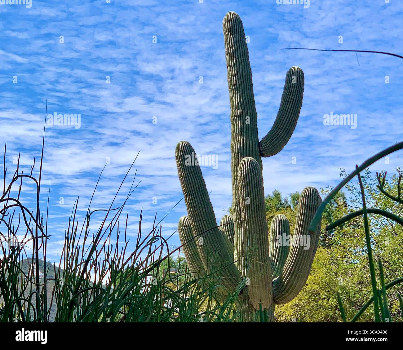Mehrarmige Saguaro-Kakteen mit Saguaro-Nationalpark im Hintergrund - Smartphone-aufgenommenes Stockfoto
