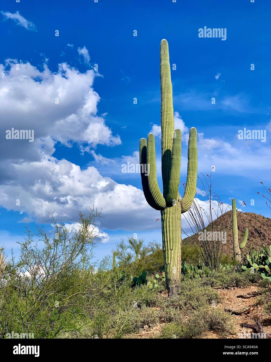 Einsamer Riesen-Saguaro-Kakteen unter blauem Himmel im Saguaro-Nationalpark - Smartphone-aufgenommenes Stockfoto