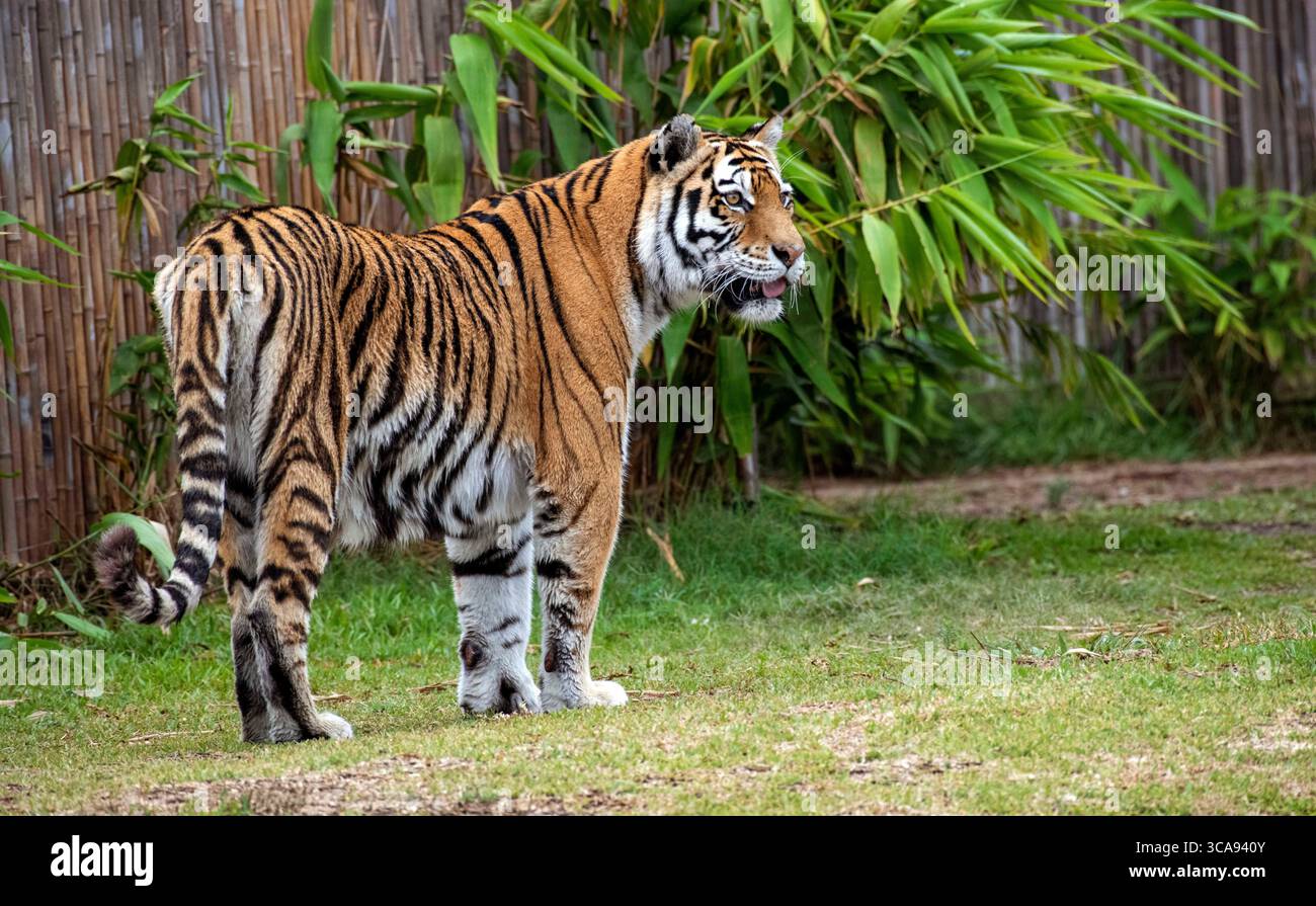 16. Dezember 2020, Sydney, New South Wales, Australien: Sumatran Tiger (Panthera tigris sumatrae) in Sydney Zoo, Sydney, New South Wales, Australien. Der Sumatra-Tiger ist eine Population von Panthera tigris sondaica auf der indonesischen Insel Sumatra. Es ist die einzige überlebende Tigerpopulation auf den Sunda-Inseln, wo die Bali- und Javanischen Tiger ausgestorben sind. Sumatra-Tiger sind durch Zerstörung von Lebensräumen, Konflikt zwischen Mensch und Tiger und Wilderei am Rande des Aussterbens. Sie werden als kritisch gefährdet eingestuft, wobei schätzungsweise weniger als 400 Individuen in freier Wildbahn überleben. Es handelt sich um eine Spezifizierung Stockfoto