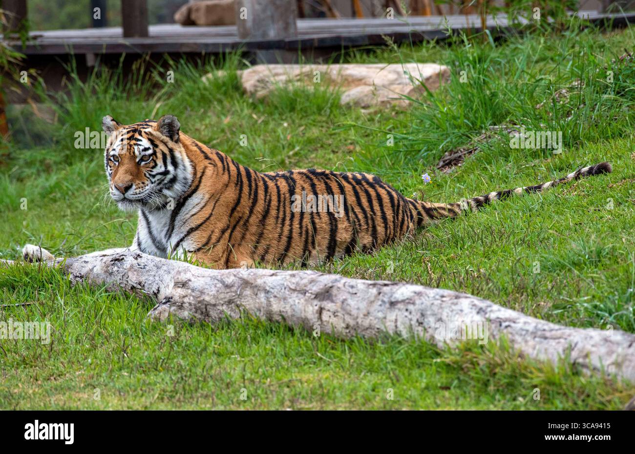 16. Dezember 2020, Sydney, New South Wales, Australien: Sumatran Tiger (Panthera tigris sumatrae) in Sydney Zoo, Sydney, New South Wales, Australien. Der Sumatra-Tiger ist eine Population von Panthera tigris sondaica auf der indonesischen Insel Sumatra. Es ist die einzige überlebende Tigerpopulation auf den Sunda-Inseln, wo die Bali- und Javanischen Tiger ausgestorben sind. Sumatra-Tiger sind durch Zerstörung von Lebensräumen, Konflikt zwischen Mensch und Tiger und Wilderei am Rande des Aussterbens. Sie werden als kritisch gefährdet eingestuft, wobei schätzungsweise weniger als 400 Individuen in freier Wildbahn überleben. Es handelt sich um eine Spezifizierung Stockfoto