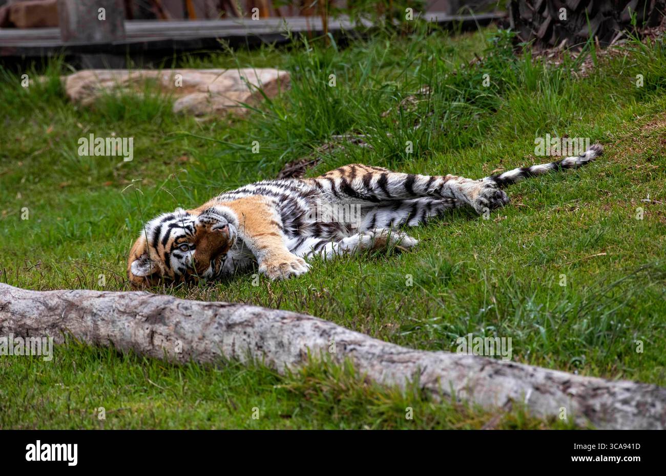 16. Dezember 2020, Sydney, New South Wales, Australien: Sumatran Tiger (Panthera tigris sumatrae) in Sydney Zoo, Sydney, New South Wales, Australien. Der Sumatra-Tiger ist eine Population von Panthera tigris sondaica auf der indonesischen Insel Sumatra. Es ist die einzige überlebende Tigerpopulation auf den Sunda-Inseln, wo die Bali- und Javanischen Tiger ausgestorben sind. Sumatra-Tiger sind durch Zerstörung von Lebensräumen, Konflikt zwischen Mensch und Tiger und Wilderei am Rande des Aussterbens. Sie werden als kritisch gefährdet eingestuft, wobei schätzungsweise weniger als 400 Individuen in freier Wildbahn überleben. Es handelt sich um eine Spezifizierung Stockfoto