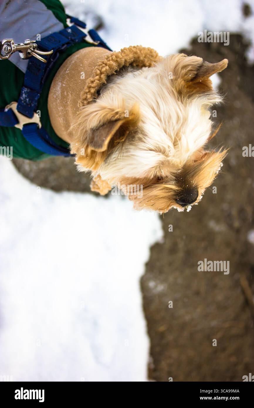 Ein reinrassiger Yorkshire Terrier-Hund im warmen Fell, Jumpsuit für einen Spaziergang draußen an frostigen Wintertagen. Blick von oben auf einen kleinen braunen Hund an der Leine Stockfoto