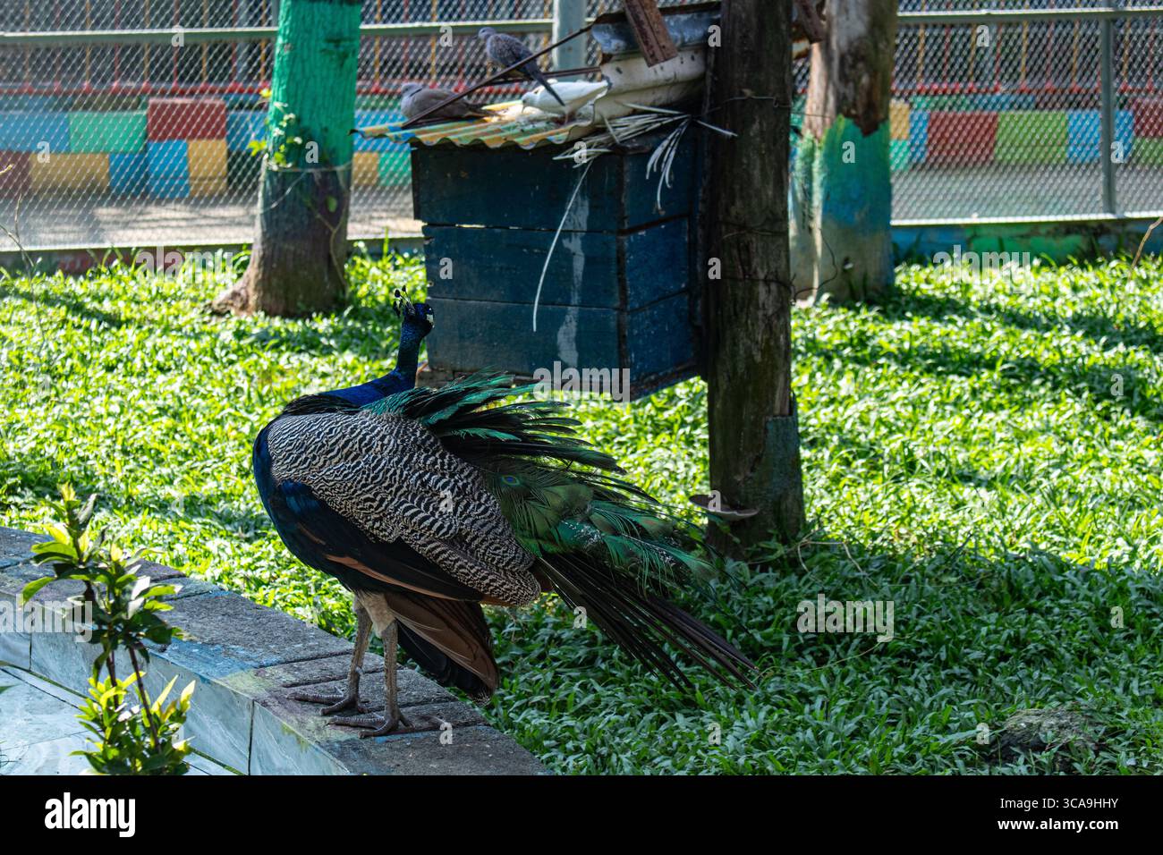 Einsamer, federloser Pfau, der sich um das Zoogehege bewegt Stockfoto