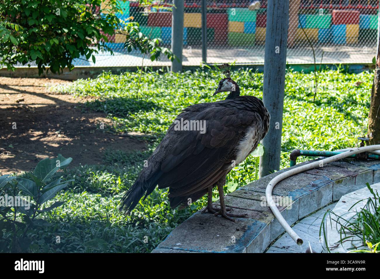 Pfau im Gehege zeigt Anzeichen von Federverlust Stockfoto