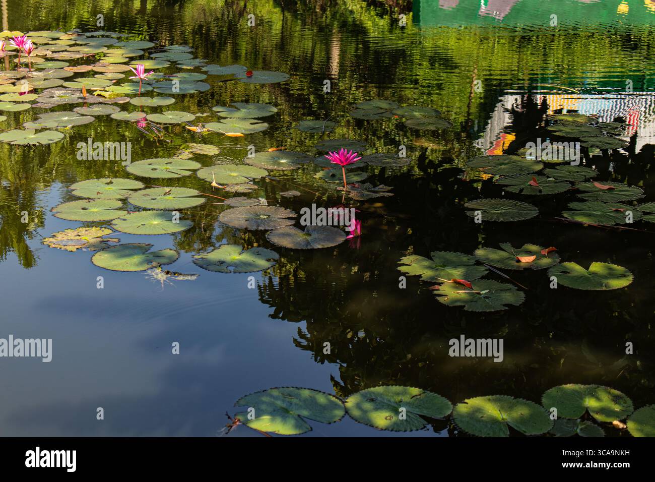 Rosa Lotus blüht im blau-grünen Teichwasser Stockfoto