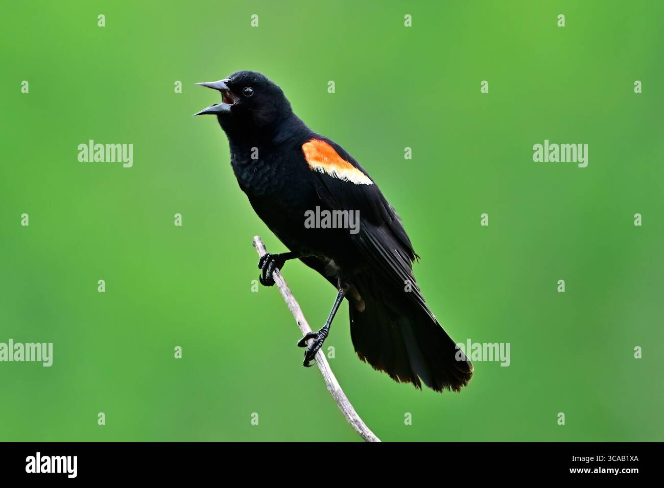 Ein Rotflügelvogel „Agelais phoeniceus“, der auf einem toten Weidenzweig im ländlichen Alberta Kanada gesungen hat Stockfoto