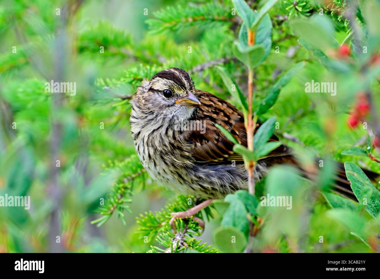 Ein erwachsener Song Sparrow „Melospiza melodia“, der sich in einer Mischvegetation in einem Wildlife-Lebensraum im ländlichen Alberta Kanada aufhält. Stockfoto