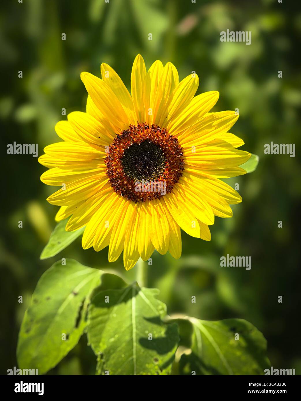Wunderschöne einzelne Sonnenblume im Sommer Stockfoto