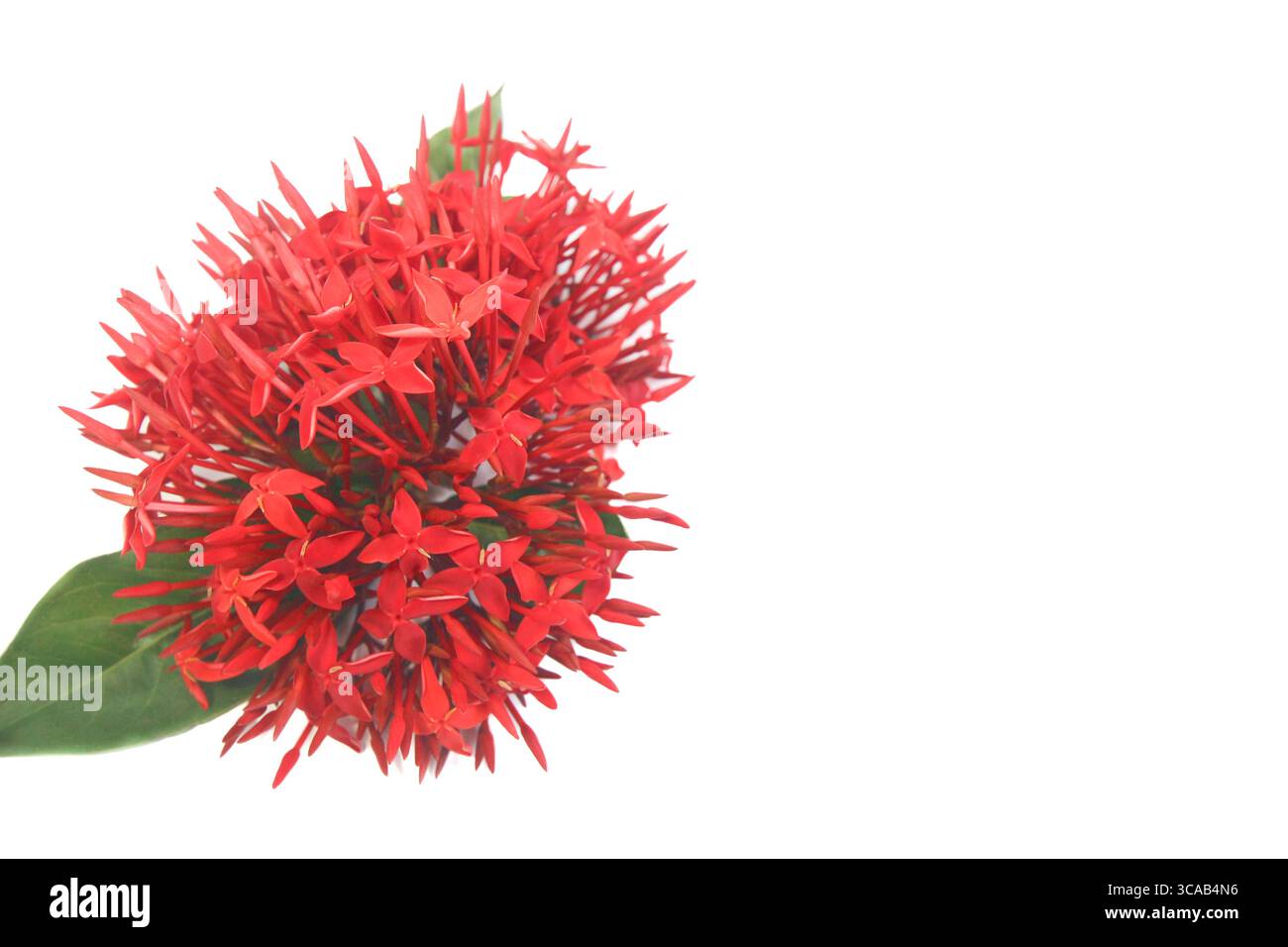 Frische rote ixora-Blüte mit grünen Blättern auf weißem Hintergrund, linksbündig für Textraum. Tropische Blüte isoliert in Studiobeleuchtung. Stockfoto