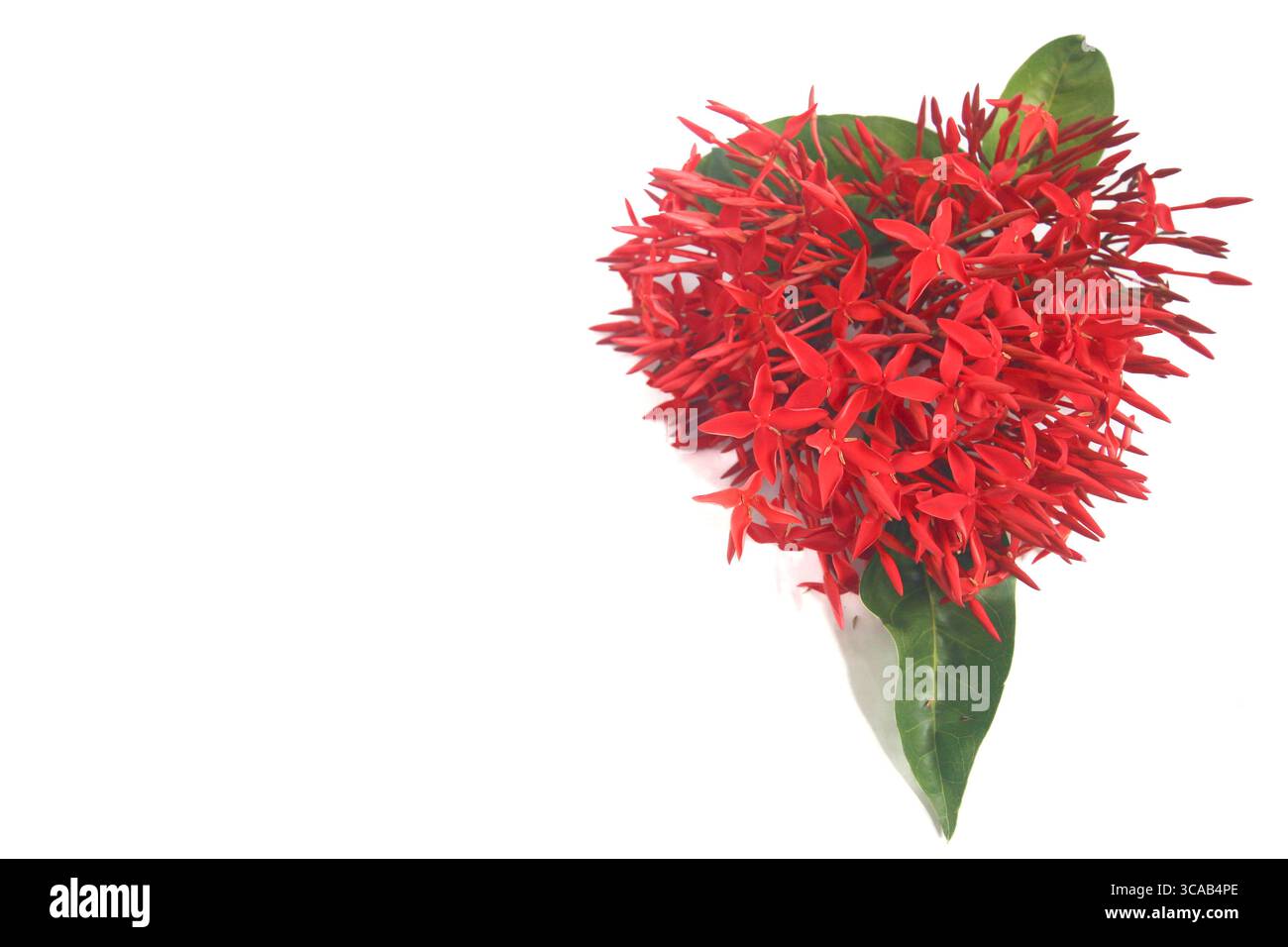Rote ixora-Blüte mit frischen grünen Blättern auf weißem Hintergrund, rechts positioniert mit viel Kopierraum links, perfekt für Design und Werbung. Stockfoto