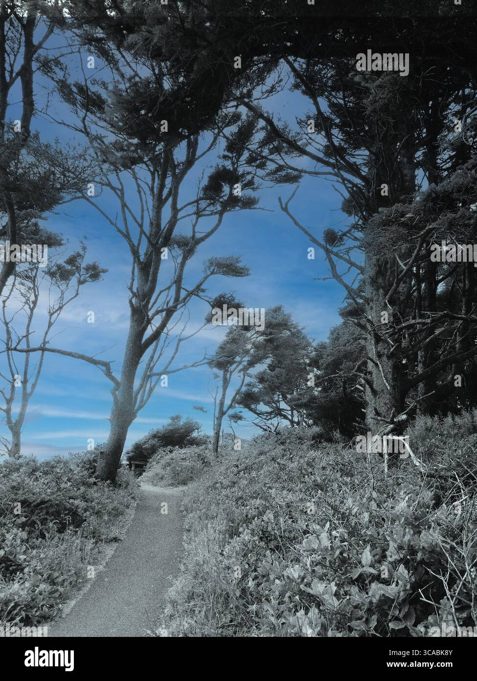 YACHATS, OREGON - 24. Juni 2025 - Wanderweg schlängelt sich durch grüne Wälder unter azurblauem Himmel am malerischen Cape Perpetua Overlook Stockfoto