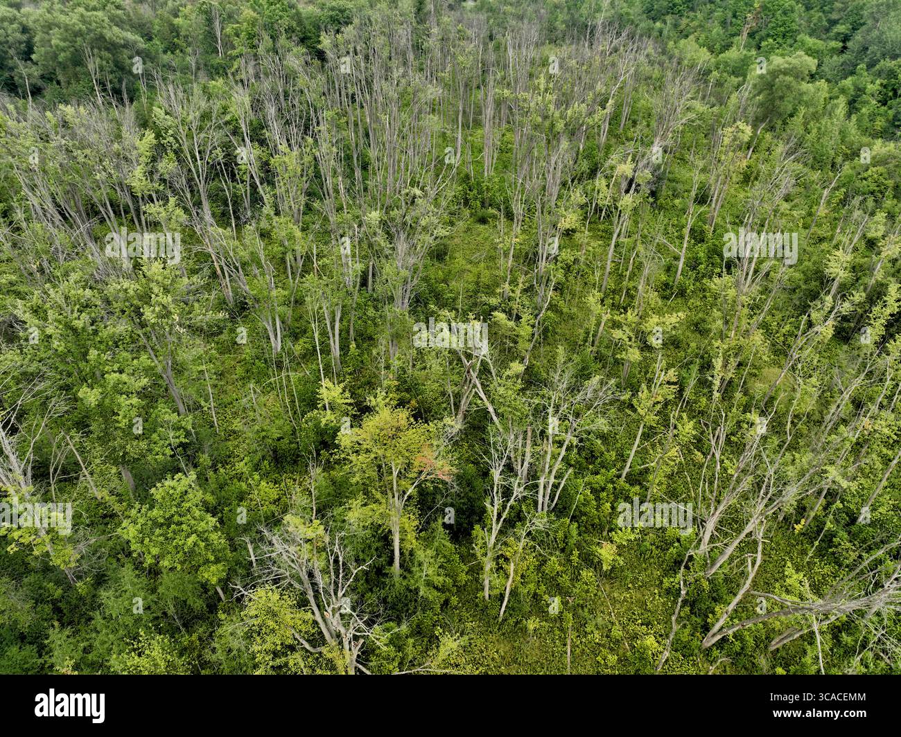 Luftaufnahme des Waldes mit weit verbreiteten sterbenden Bäumen, möglicherweise durch Krankheiten, Klimastress oder invasive Arten. Stockfoto