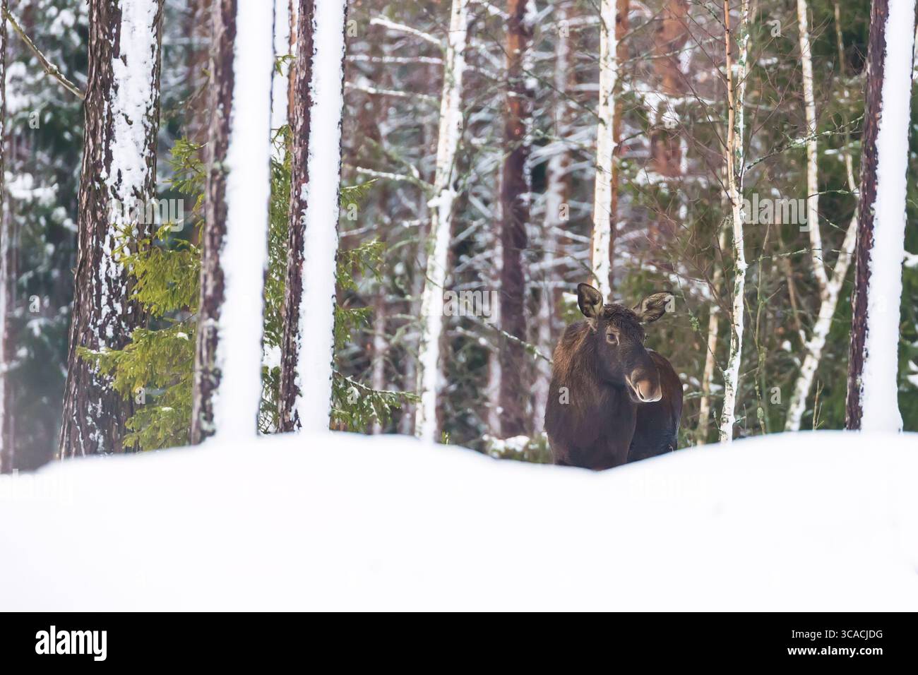 Tierwelt. Einstierelchen im Winterwald. Naturlebensraum Stockfoto