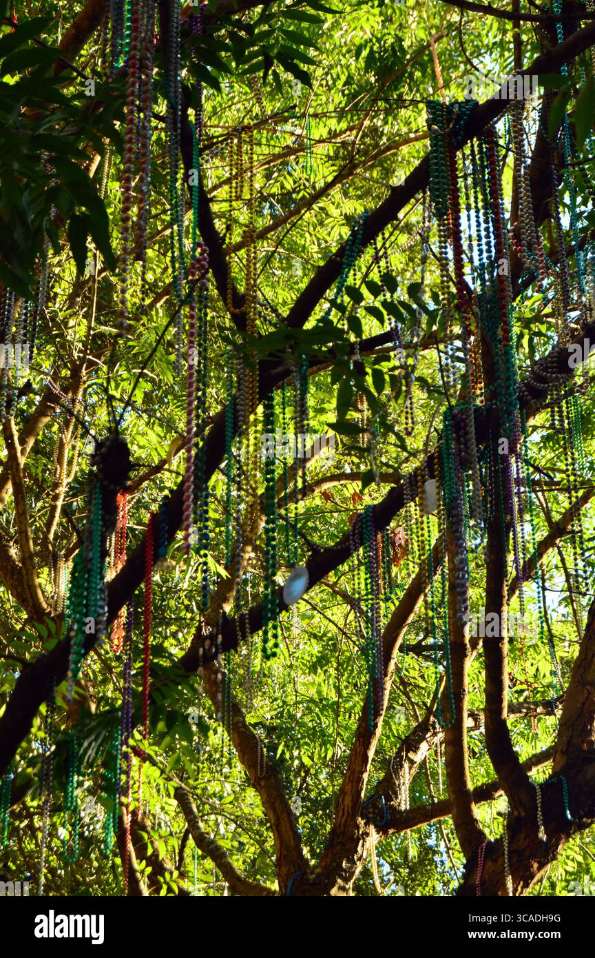 Perlen und Schmuckstücke aus der Vergangenheit des Marti Gras hängen immer noch von den Bäumen am Jackson Square im French Quarter von New Orleans Stockfoto