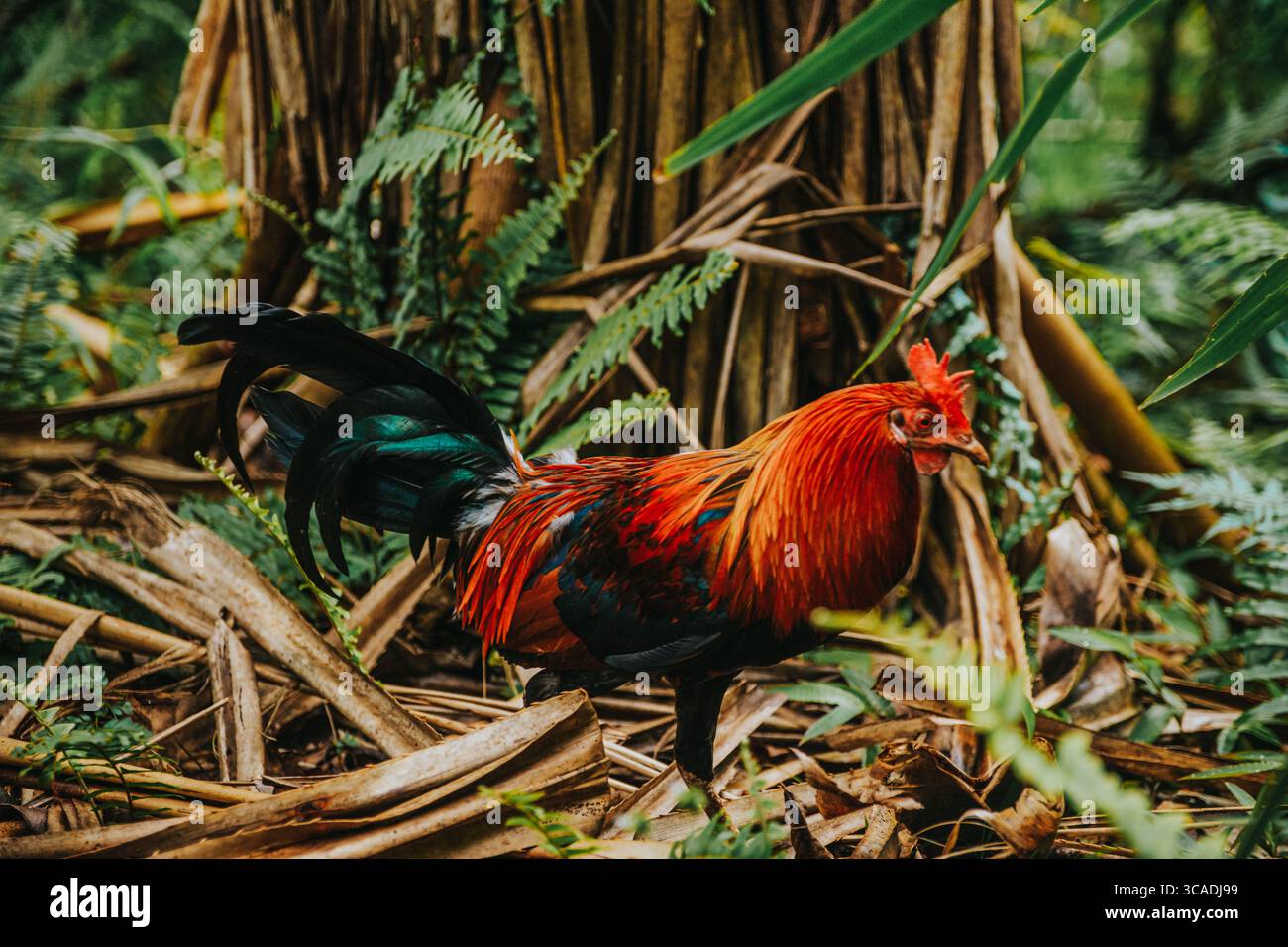Nahaufnahme eines lebendigen wilden Hahns im üppigen Dschungel von Moorea Island, Französisch-Polynesien. Stockfoto