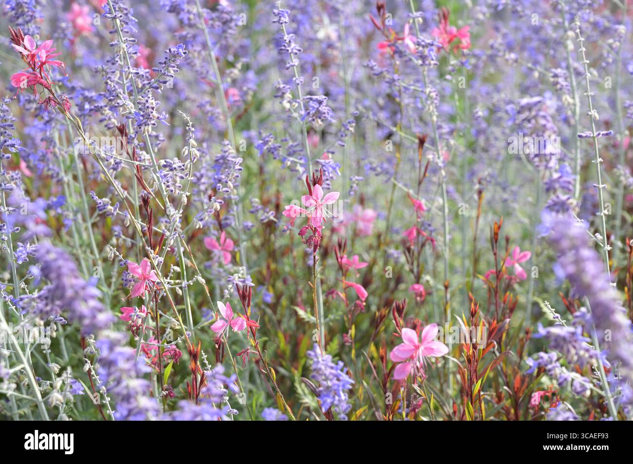 Botanischer Garten, Wildblume, Landschaft - Landschaft, Nahaufnahme, Blume, Landschaft - Natur, Sonne, Blumenkopf, Gras, Schönheit in der Natur, keine Menschen, Natur Stockfoto