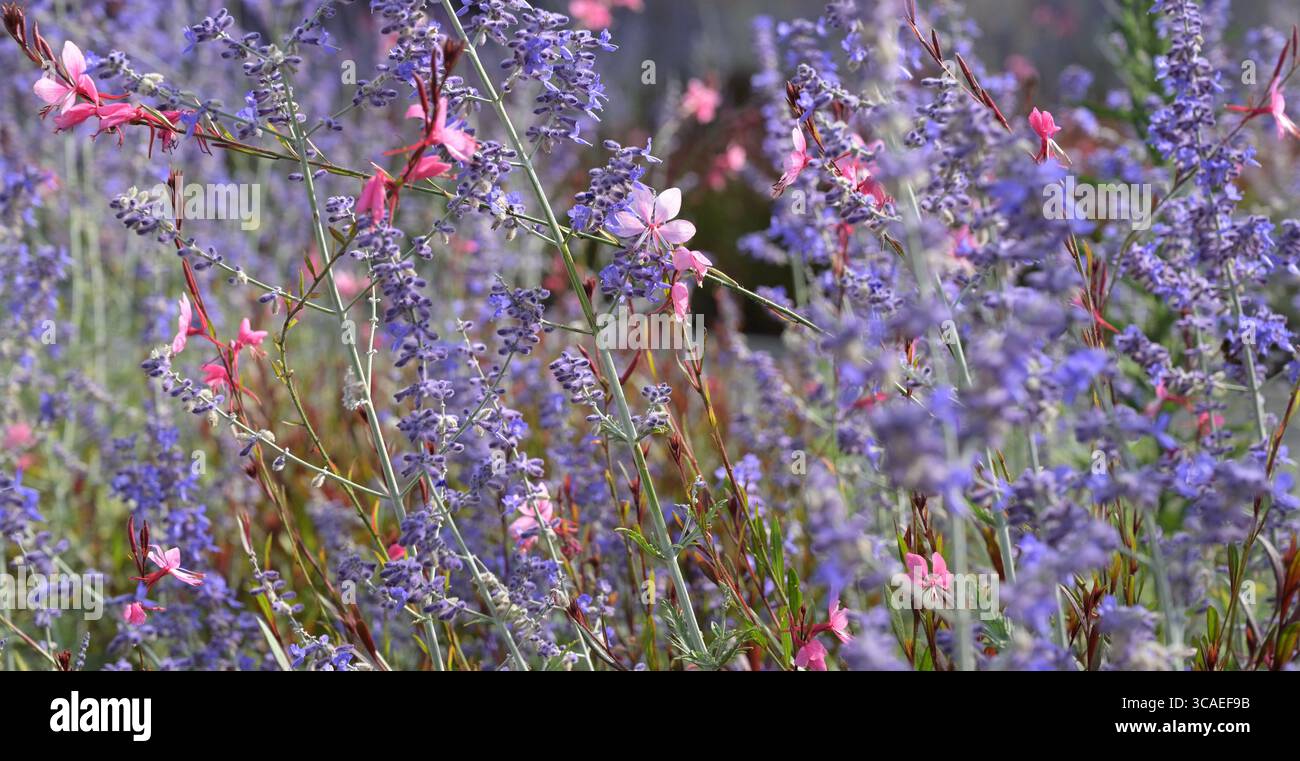 Botanischer Garten, Wildblume, Landschaft - Landschaft, Nahaufnahme, Blume, Landschaft - Natur, Sonne, Blumenkopf, Gras, Schönheit in der Natur, keine Menschen, Natur Stockfoto