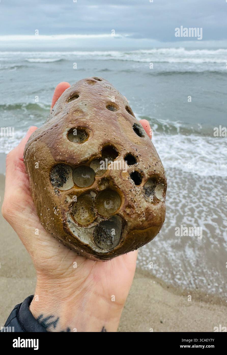 Nahaufnahme einer Hand, die einen Stein hält, an einem Strand in Lincoln City, Oregon. - Smartphone-aufgenommenes Stockfoto