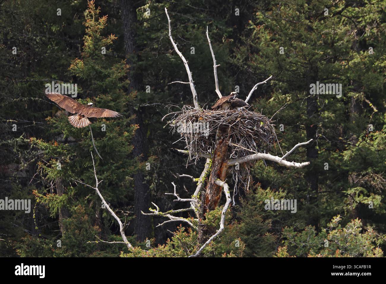 Osprey Nest in der Wildnis, USA Stockfoto