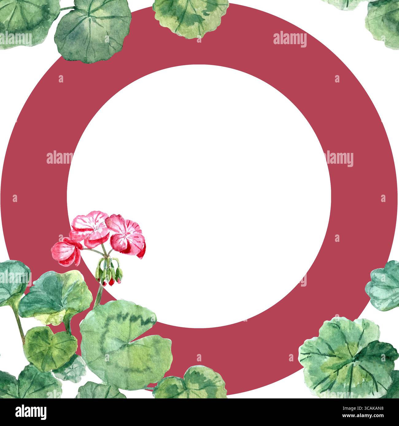Geranienpflanze mit leuchtend rosa Blüten und grünen abgerundeten Blättern auf rotem, nahtlosem Kreismuster auf weißem Hintergrund. Handgemalte Aquarelle Stockfoto