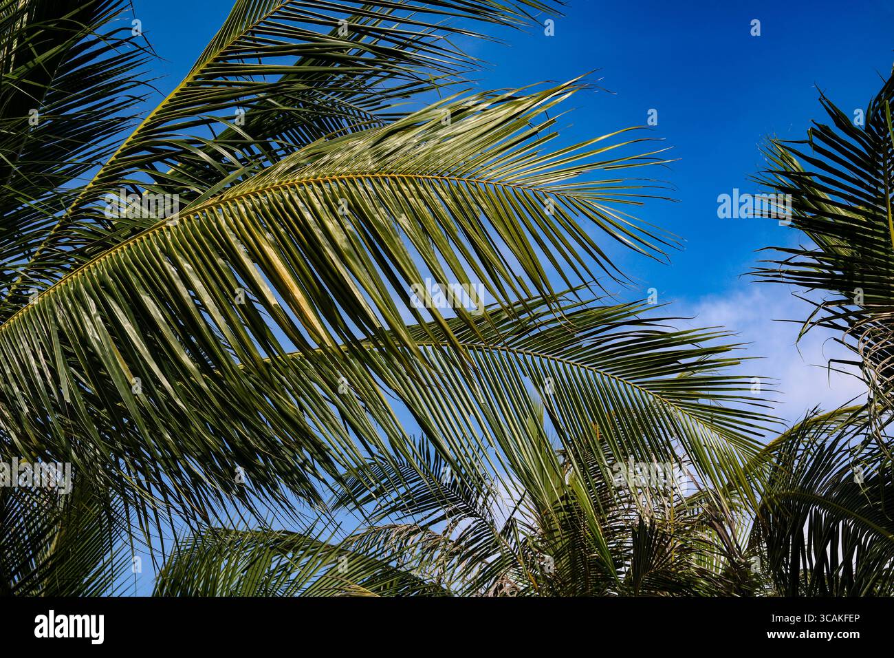 Kokospalmenblätter (Daun Kelapa) unter hellblauem Himmel. Ein klassisches tropisches Symbol, das häufig in Inselzielen und Strandresorts zu sehen ist. Stockfoto