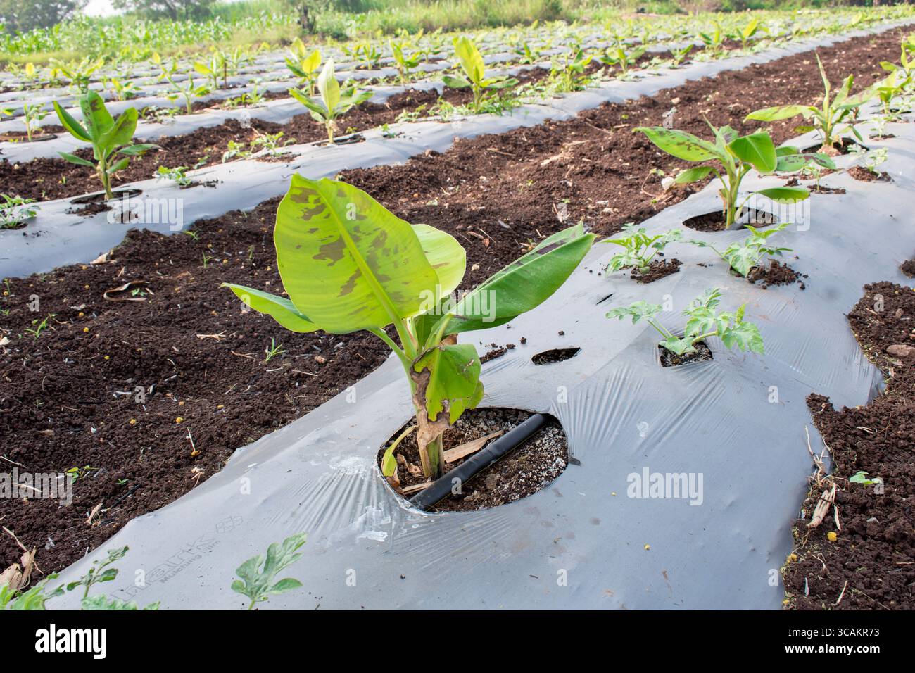 Kleine Banane wächst auf dem Bauernhof, kleine Bananenbäume auf natürlichem Hintergrund Stockfoto