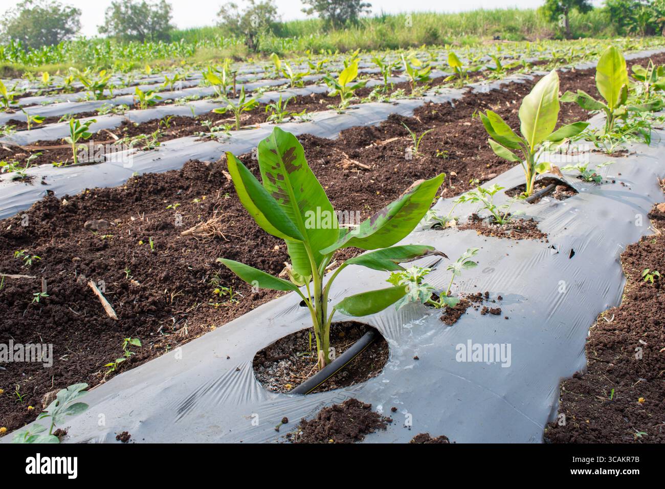 Kleine Banane wächst auf dem Bauernhof, kleine Bananenbäume auf natürlichem Hintergrund Stockfoto