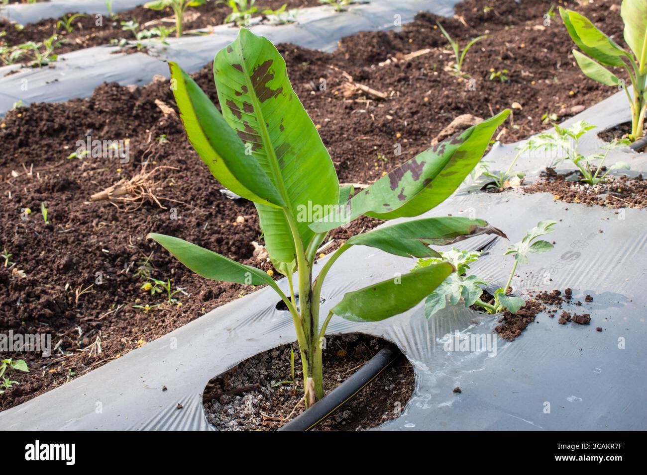Kleine Banane wächst auf dem Bauernhof, kleine Bananenbäume auf natürlichem Hintergrund Stockfoto