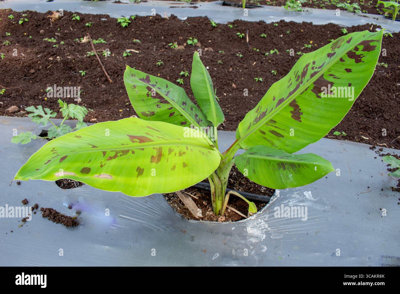 Kleine Banane wächst auf dem Bauernhof, kleine Bananenbäume auf natürlichem Hintergrund Stockfoto