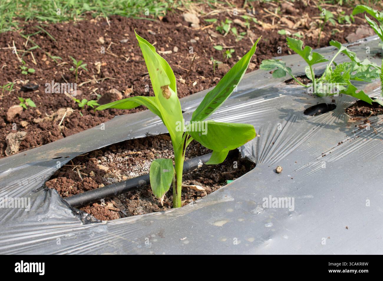 Kleine Banane wächst auf dem Bauernhof, kleine Bananenbäume auf natürlichem Hintergrund Stockfoto